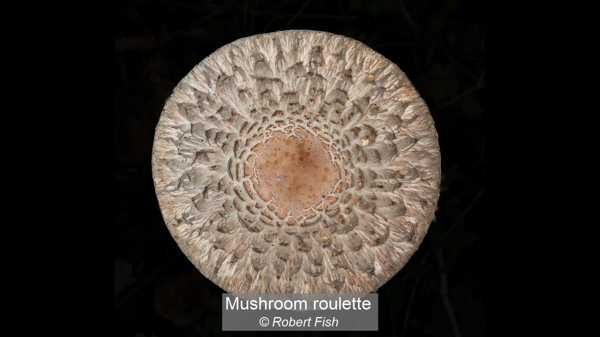 34_Mushroom roulette_Robert Fish